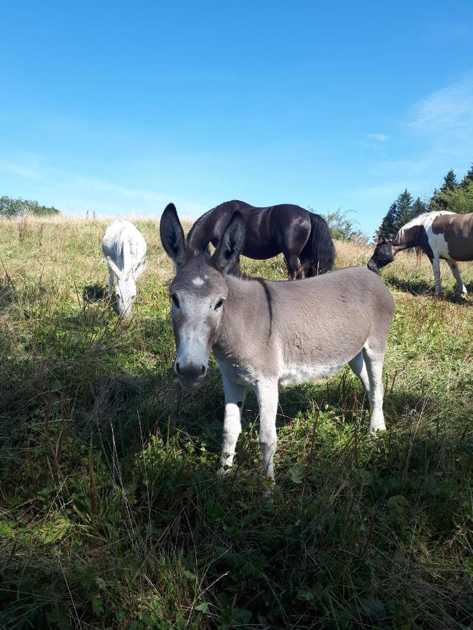 Ferienhof Allgaeumax Füssen Eksteriør bilde